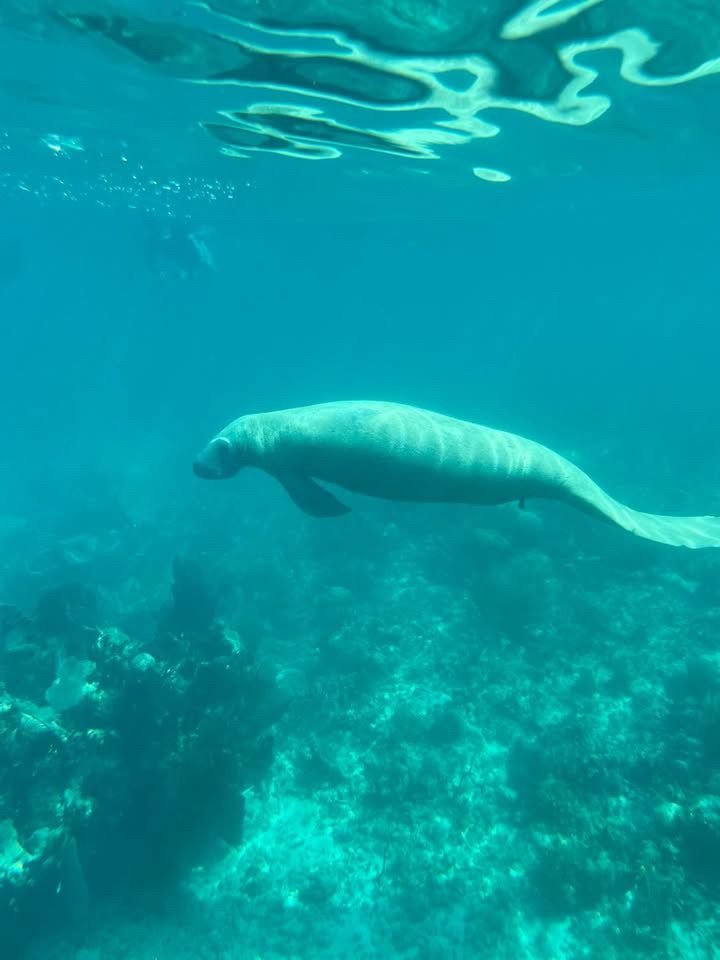 Snorkeler near a manatee over the reef in Belize