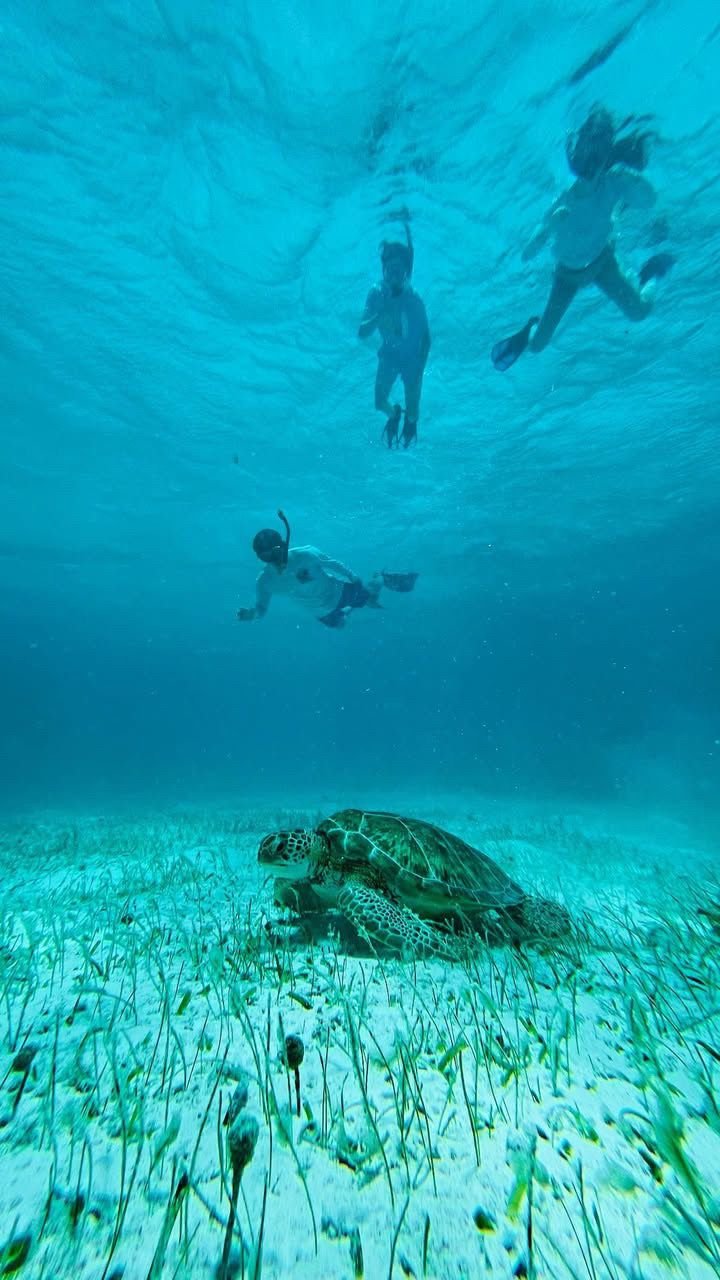 Snorkelers swimming above a sea turtle on the reef in Belize