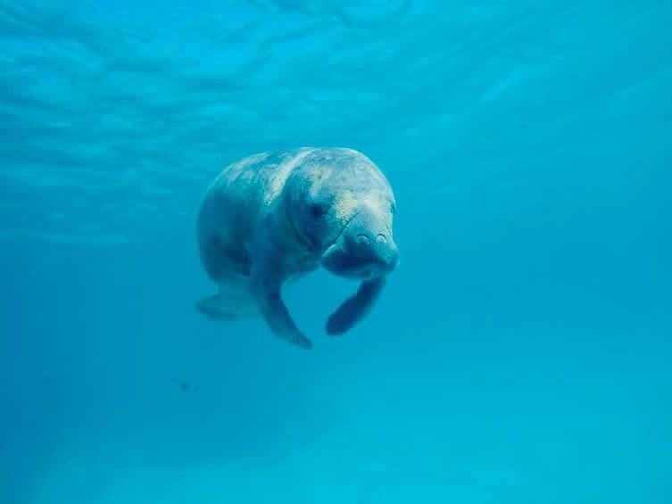 Manatee in clear blue Belize water